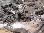 28010 Lizard on volcanic rocks.jpg